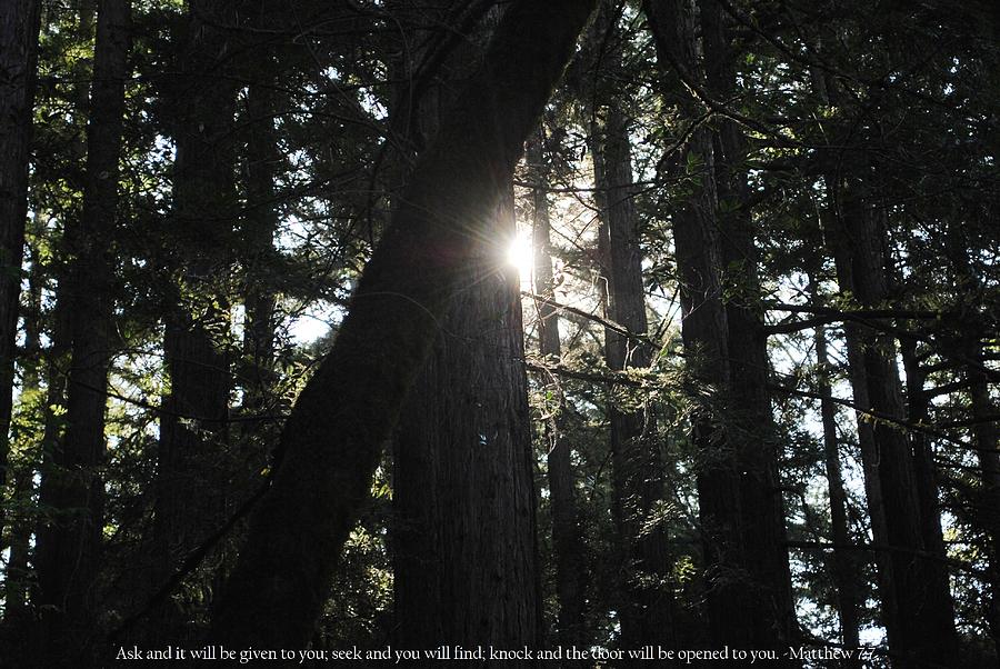 Tree Photograph - Light of Possibilities with Matthew 7-7 Scripture by Matt Quest