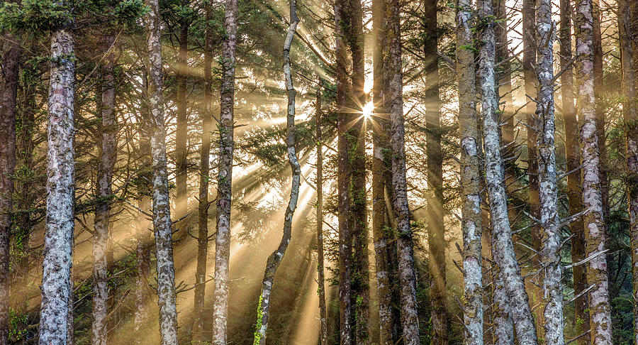 Sunshine Forest Photograph by Pierre Leclerc Photography