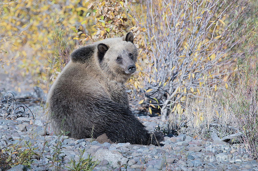 Wildlife Photograph - Sunshine Grizzly by Connie Troutman