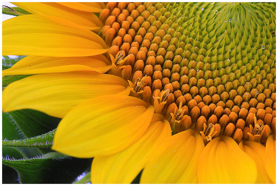 Sunshine In A Flower Photograph