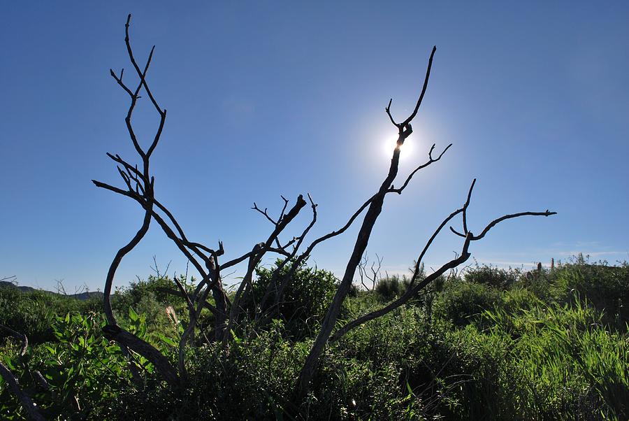 Tree Photograph - Sunshine in Fields Through Branches by Matt Quest