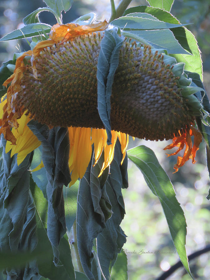 Sunshine in the Garden - Ageless Beauty 2 - Sunflower Fine Art Prints - Floral Photography Photograph by Brooks Garten Hauschild