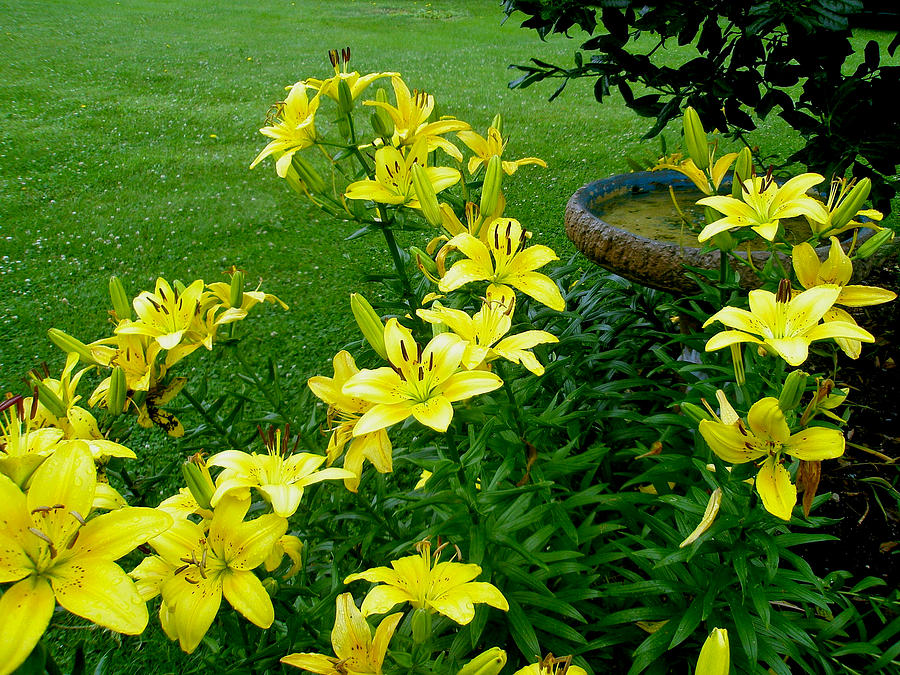 Sunshine in the Garden - Yellow Lilies and Birdbath Photograph by Carol Senske
