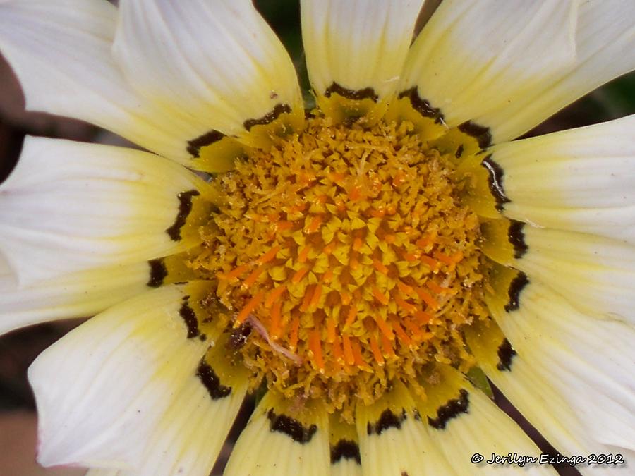 Sunshine Photograph by Jerilyn Ezinga Sunshine Photograph by Jerilyn Ezinga