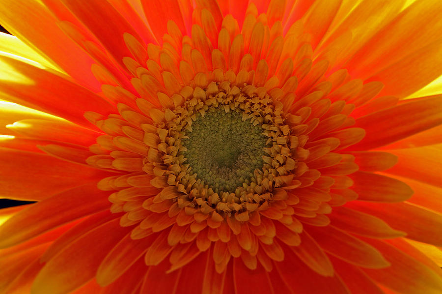 Flower Photograph - Sunshine by Juergen Roth