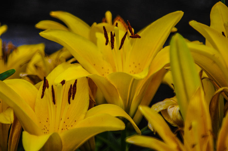 Sunshine Lilys Photograph by Gerald Kloss