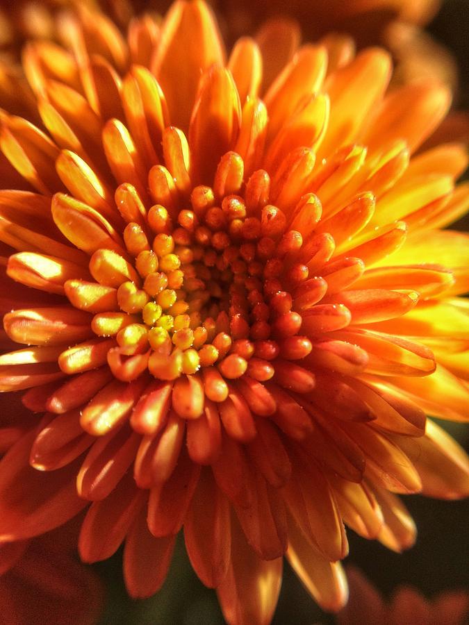 Sunshine Marigold Photograph by Andrew Rhine