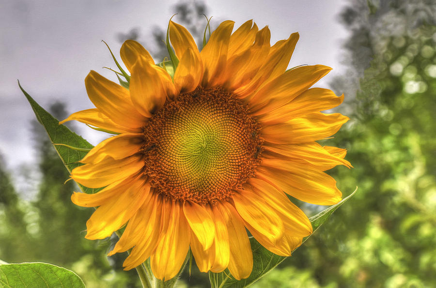 Sunflower Photograph - Sunshine On A Cloudy Day by Donna Kennedy
