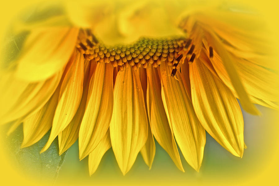 Sunflower Photograph - Sunshine On A Stalk by Carol Senske