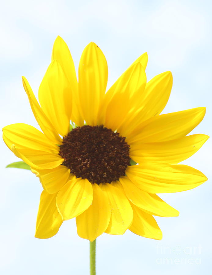 Sunshine On A Stem - Sunflower Photograph by Dora Sofia Caputo