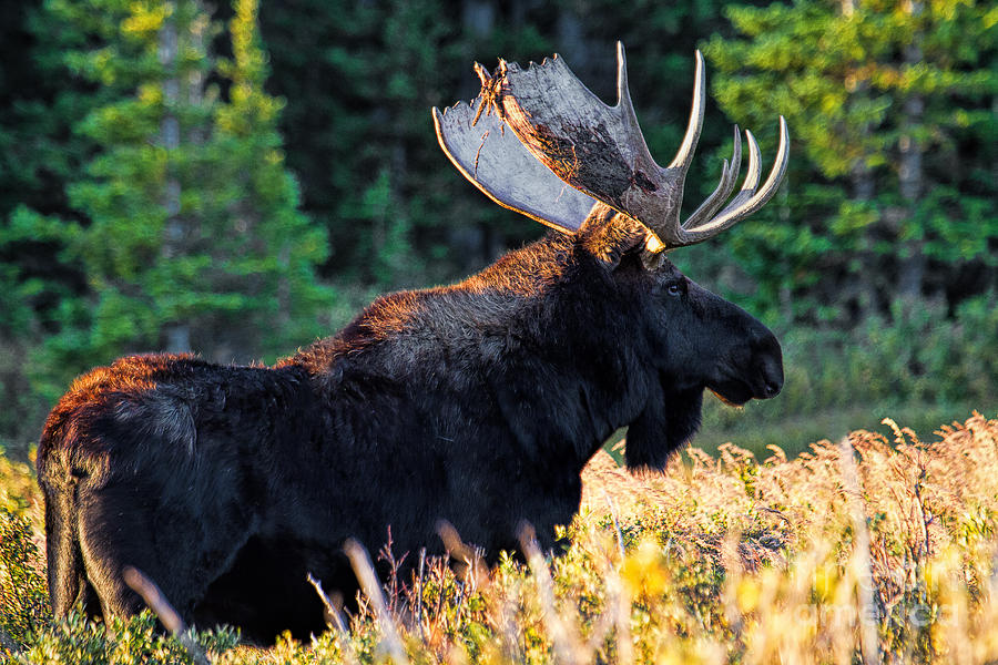 Moose Photograph - Sunshine On My Shoukders by Jim Garrison
