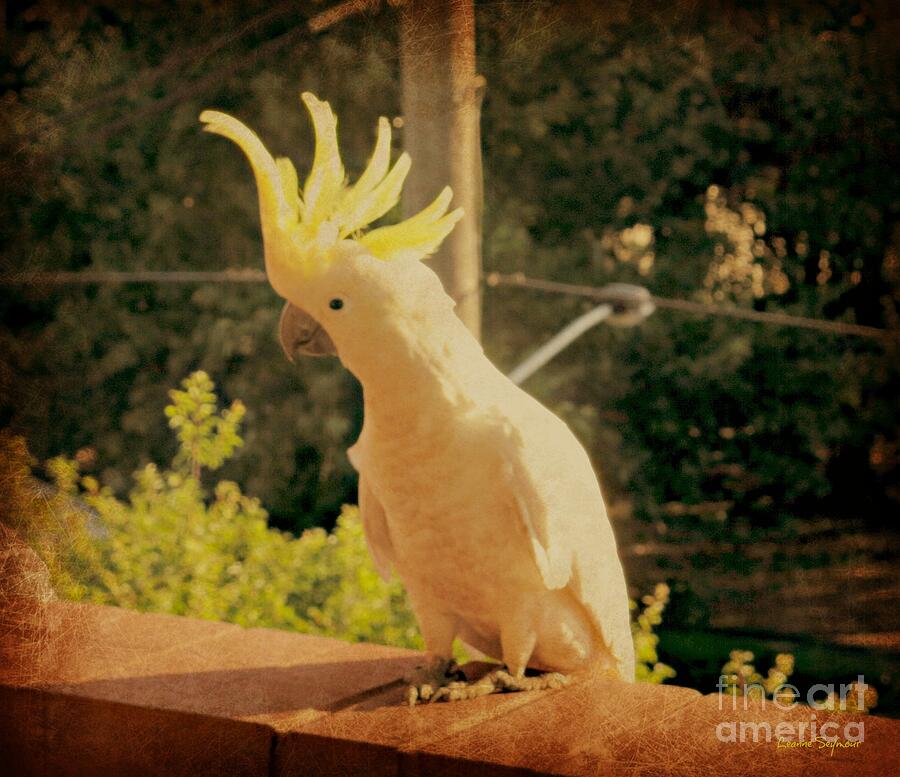 Cockatoo Photograph - Sunshine On My Shoulder by Leanne Seymour