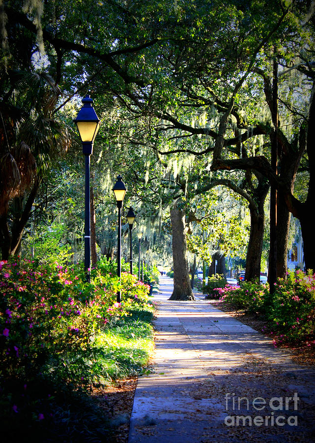 Sunshine on Savannah Sidewalk Photograph by Carol Groenen