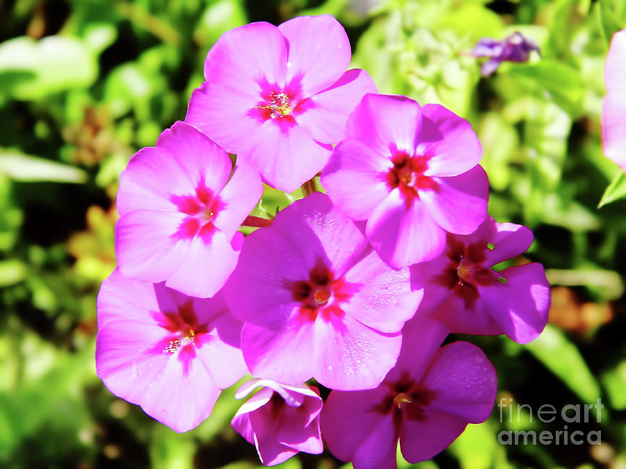 Sunshine On The Pink Phlox Photograph by D Hackett