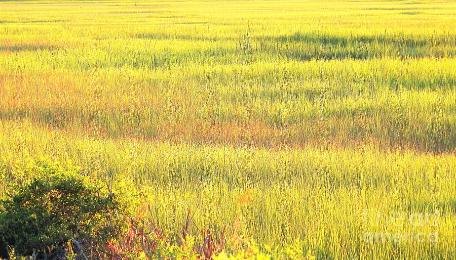 Sunshine Palette On The Marsh Photograph by Jan Gelders