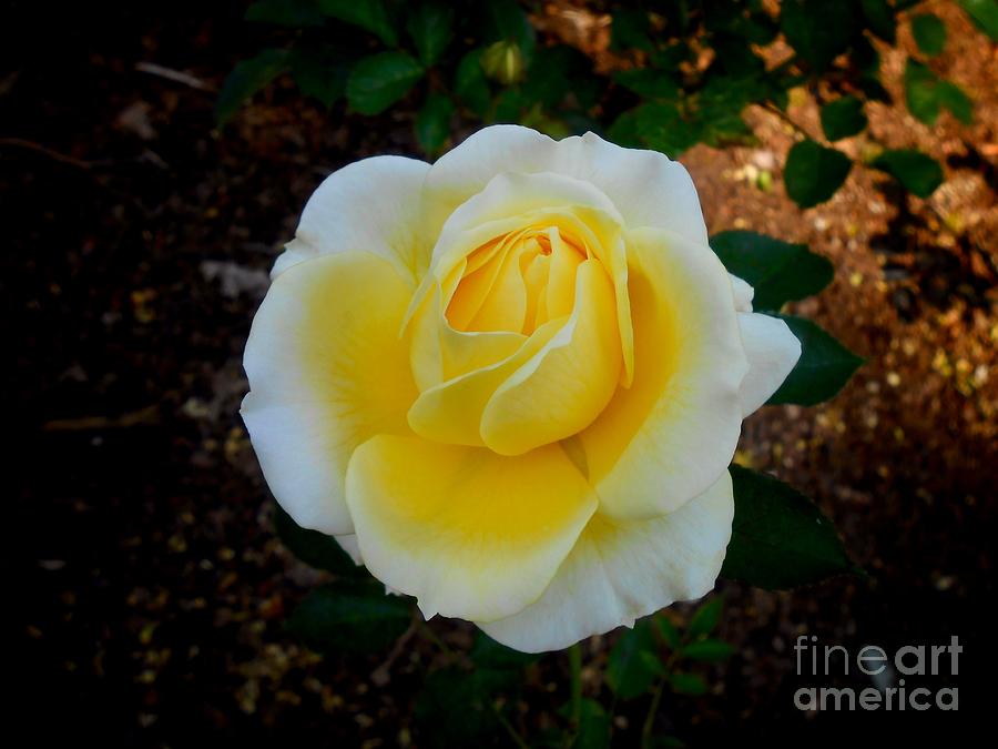 Sunshine Rose Photograph by Joan-Violet Stretch