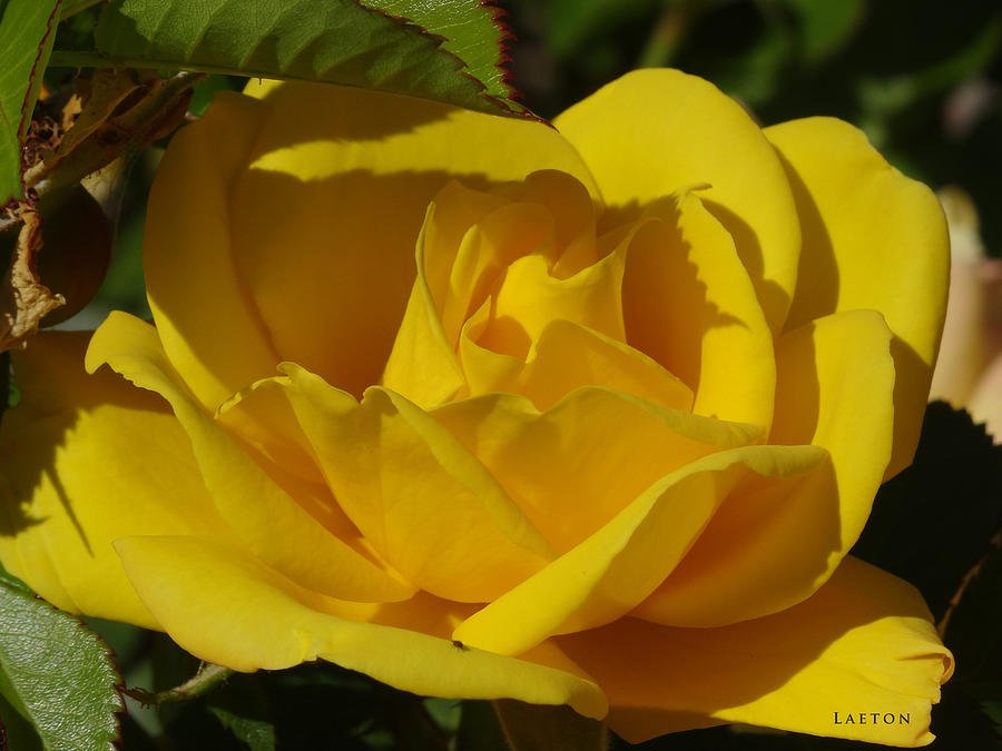 Sunshine Rose Mixed Media by Richard Laeton
