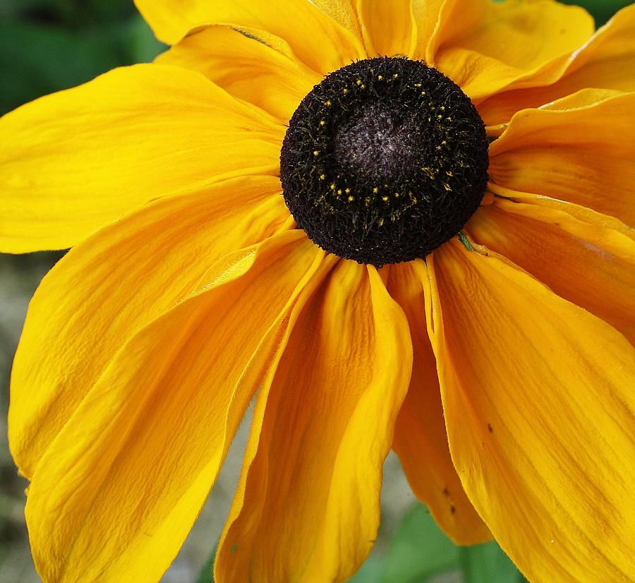 Nature Photograph - Sunshine Rudbeckia by Bruce Bley