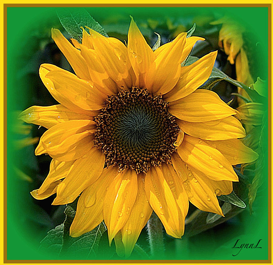Sunflower Photograph - Sunshine by S Lynn Lehman