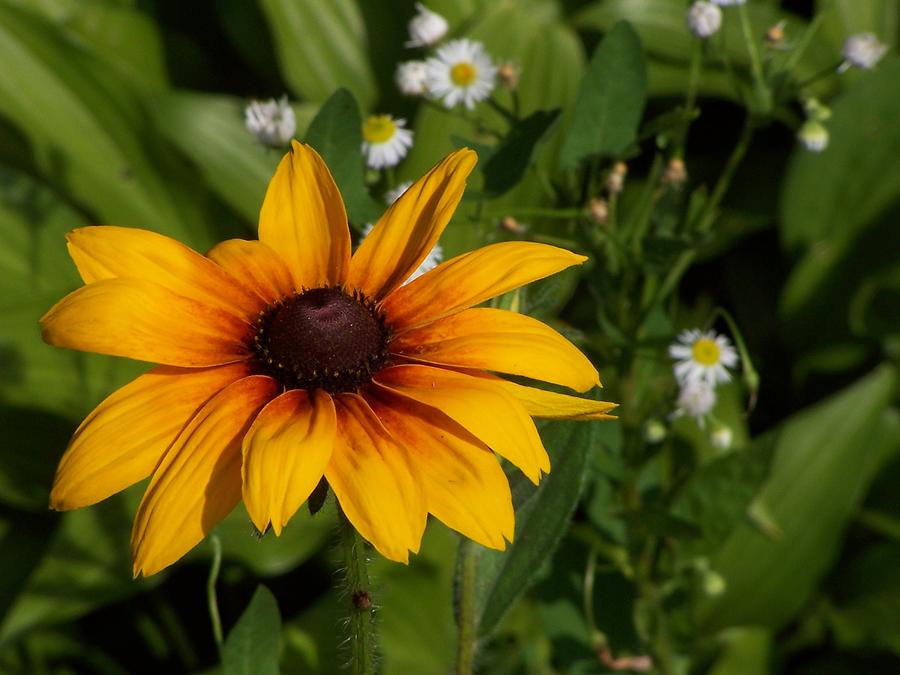 Sunshine Photograph by Sarah Kovach - Fine Art America