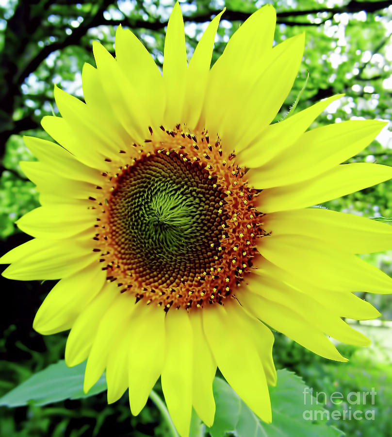 Sunshine Sun Flower Photograph by D Hackett