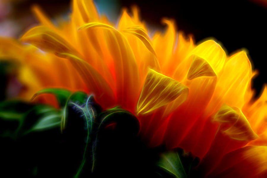 Sunshine Sunflower Petals One Digital Art by Mo Barton