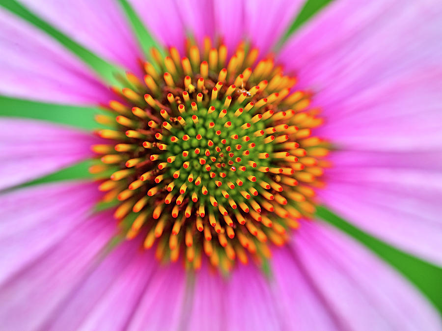 Sunshine by Teresa Mann Sunshine by Teresa Mann