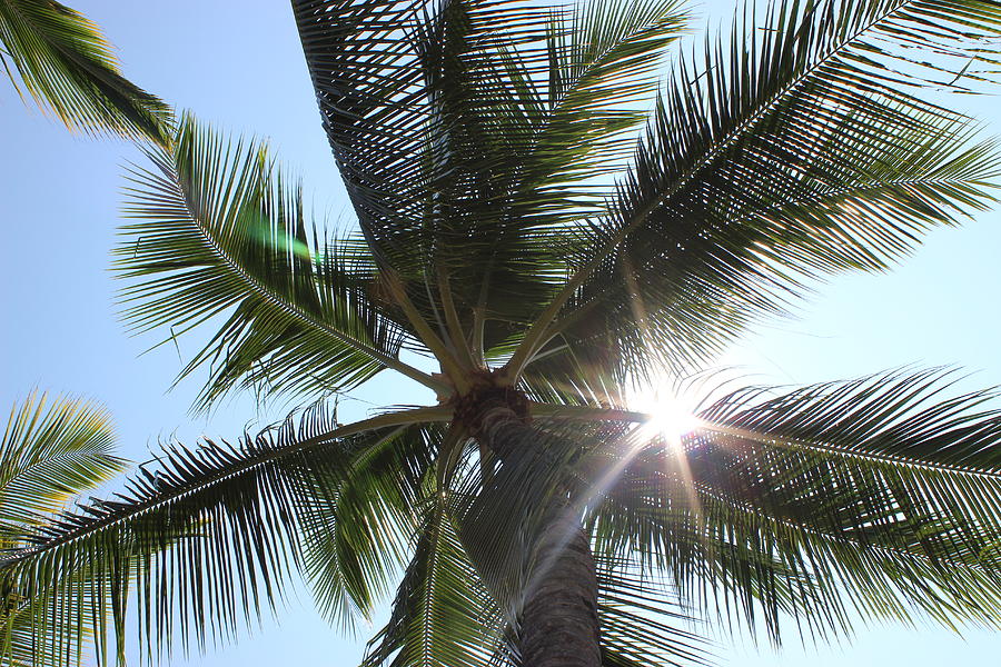 Sunshine Through the Palms Photograph by Faith Shearer - Fine Art America