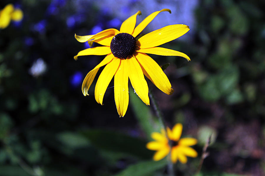 Flower Photograph - Sunshine by Tiffany Jean