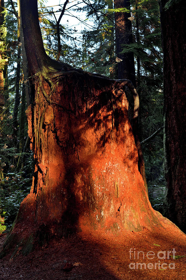 Sunshine Tree Stump Photograph by Terry Elniski