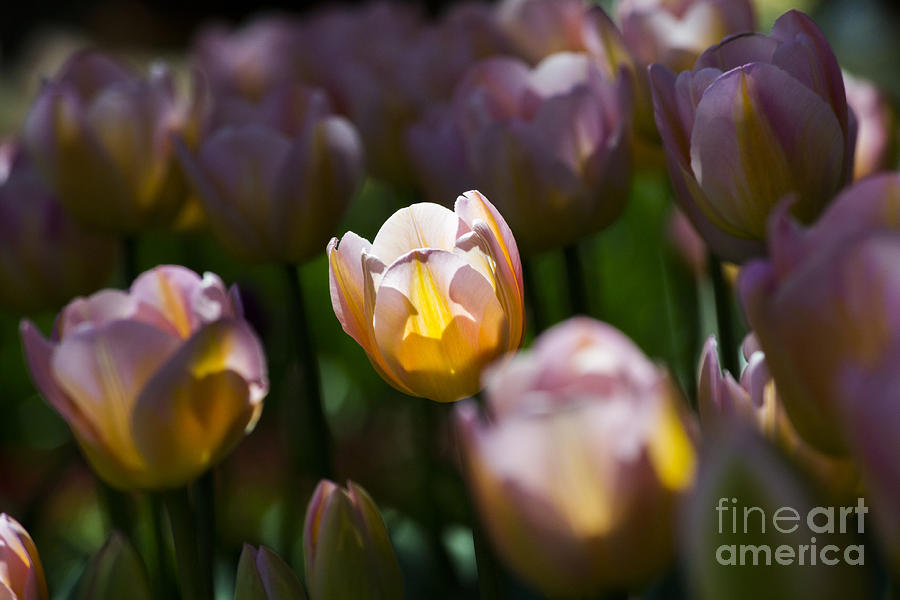 Sunshine Tulips Photograph by Angela DeFrias