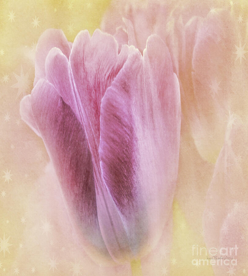 Sunshine Tulips Digital Art by Jean OKeeffe Macro Abundance Art