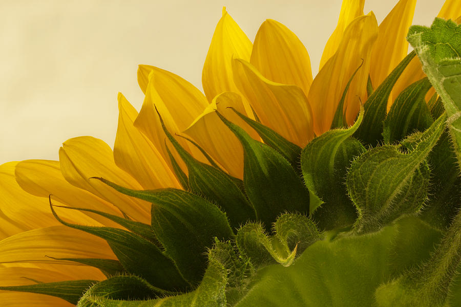 Sunflower Photograph - Sunshine Under The Petals by Sandra Foster