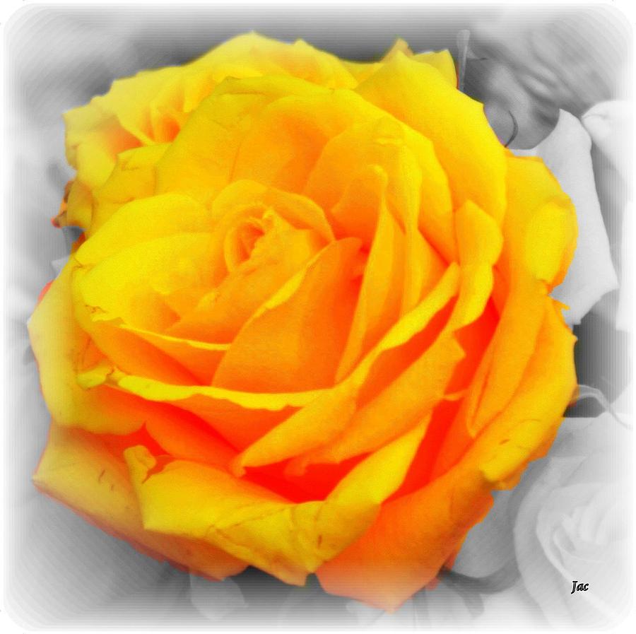 Rose Photograph - Sunshine Yellow by Jacqui Kilcoyne