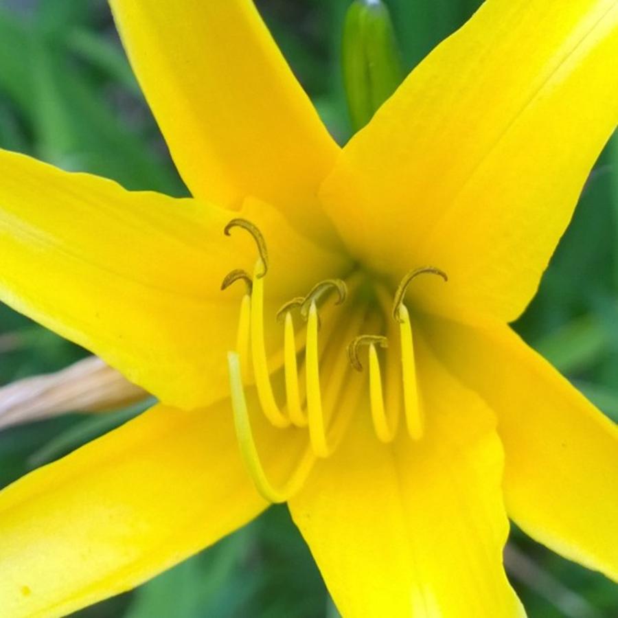 Nature Photograph - #sunshine #yellow #lily To Make You by Shari Warren