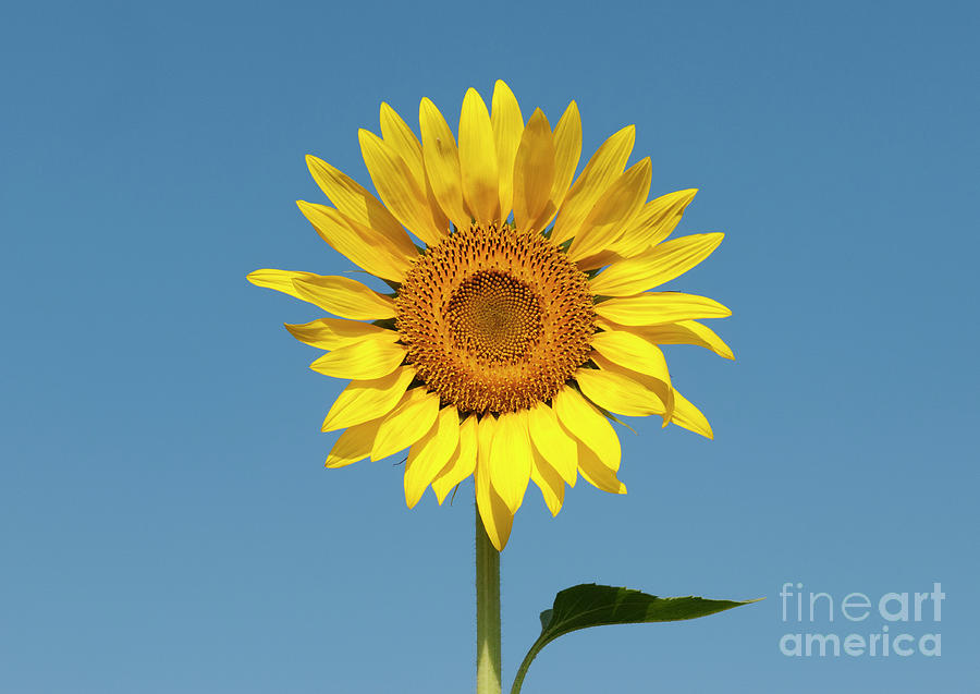 Sunshine Yellow Photograph by Tim Gainey