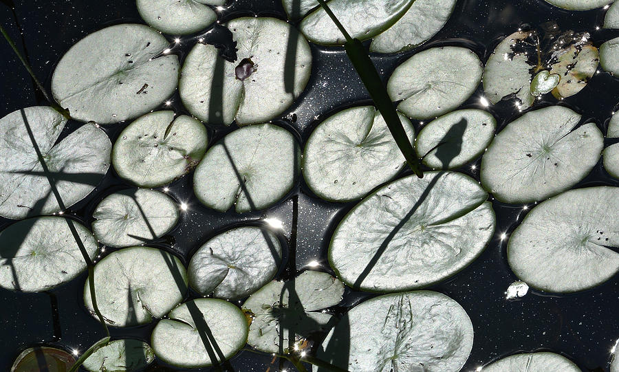 Sunsilvered Lily Pads Photograph by Tana Reiff