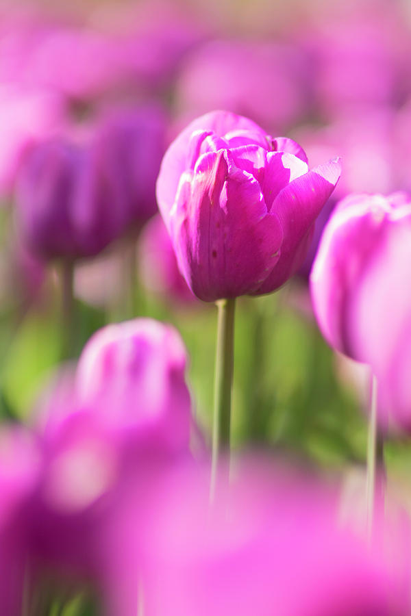 Sunsoaked tulips #1 Photograph by Ponte Ryuurui