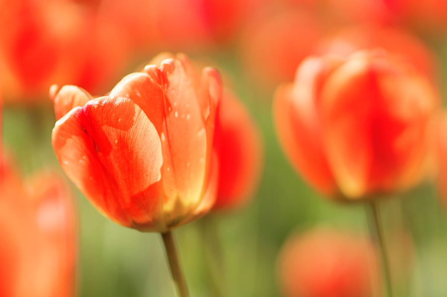 Sunsoaked tulips #2 Photograph by Ponte Ryuurui