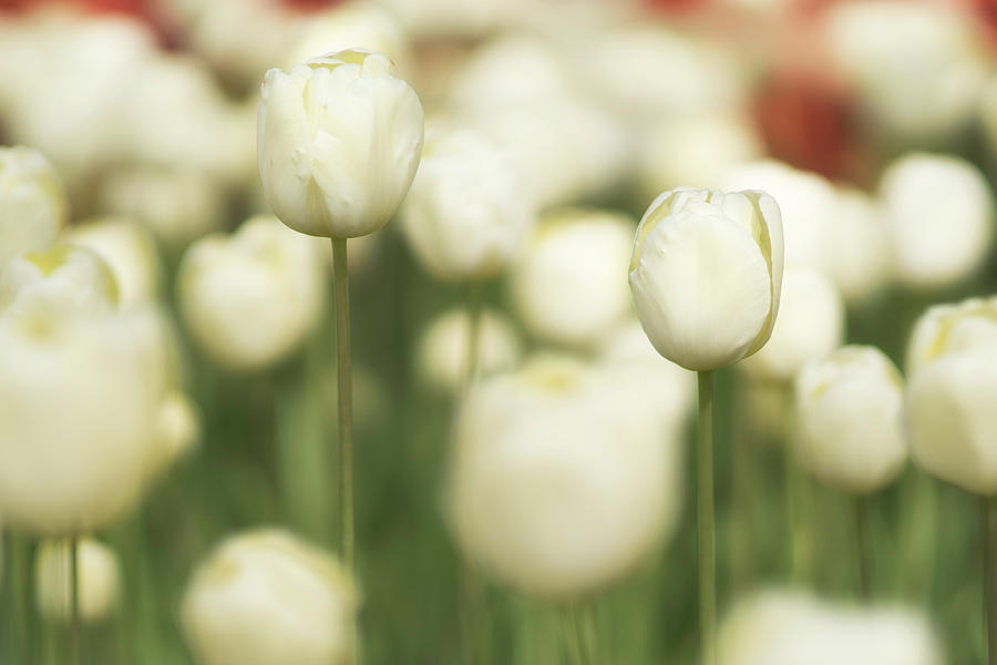 Sunsoaked tulips #3 Photograph by Ponte Ryuurui
