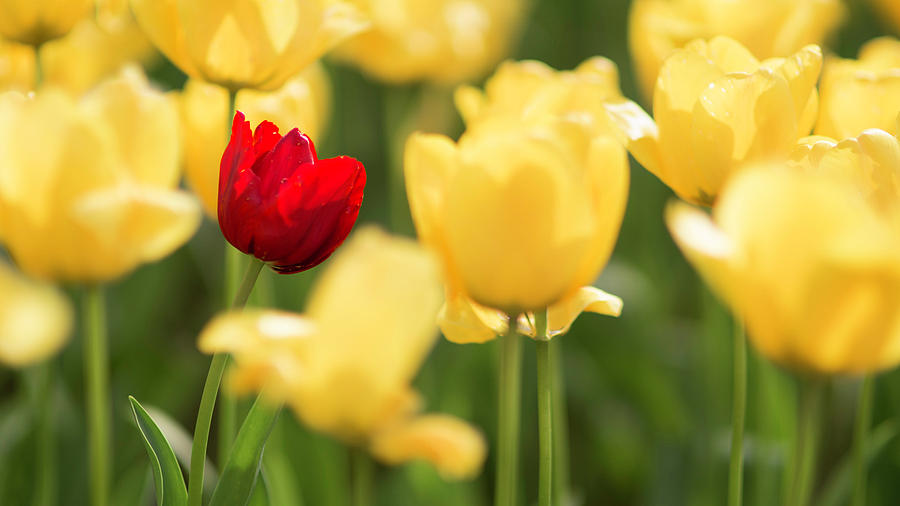 Sunsoaked tulips #5 Photograph by Ponte Ryuurui