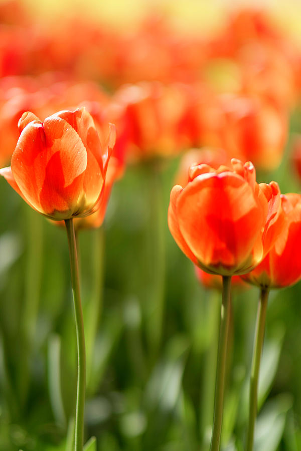 Sunsoaked tulips #6 Photograph by Ponte Ryuurui