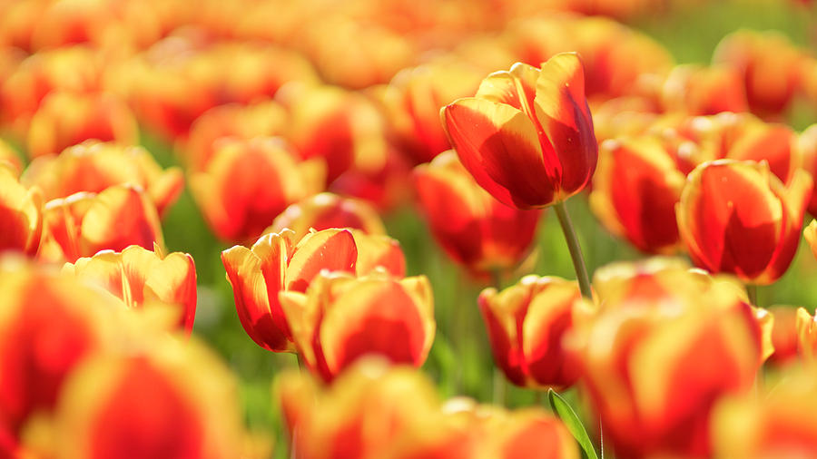 Sunsoaked tulips #7 Photograph by Ponte Ryuurui
