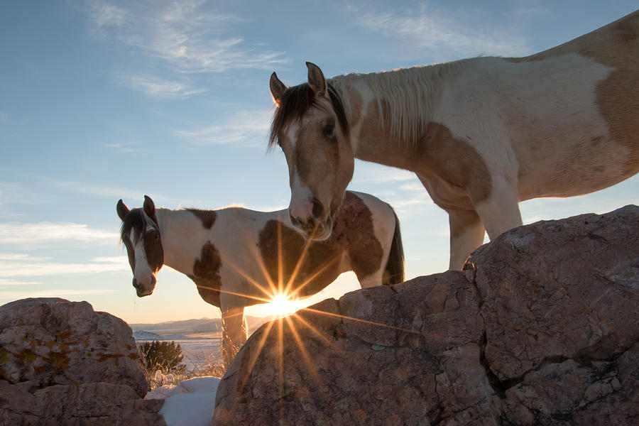 Sunstar Mustangs Photograph by Kent Keller