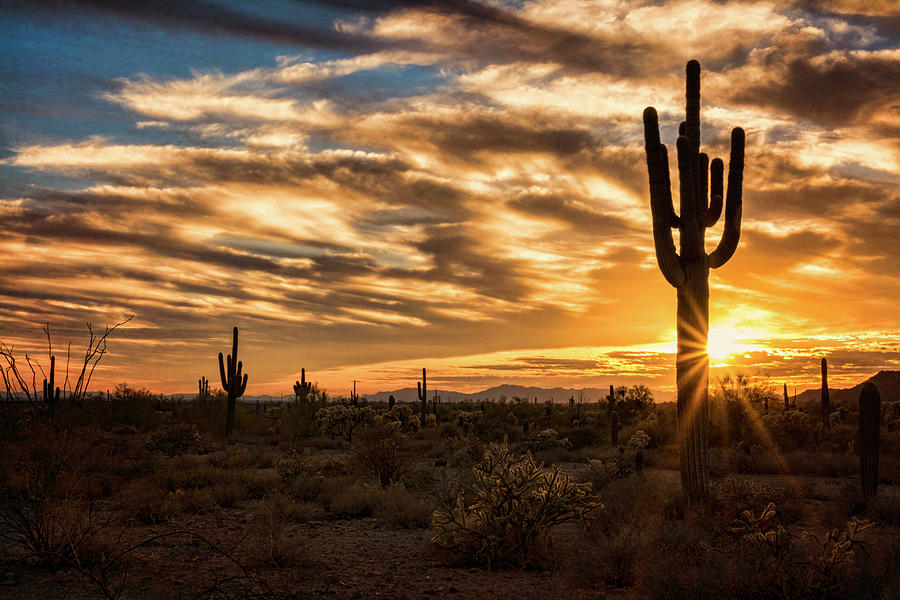 Sunstar Saguaro Sunset  Photograph by Saija Lehtonen