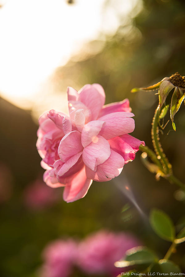 Spring Photograph - Sunstreak Beauty by Teresa Blanton