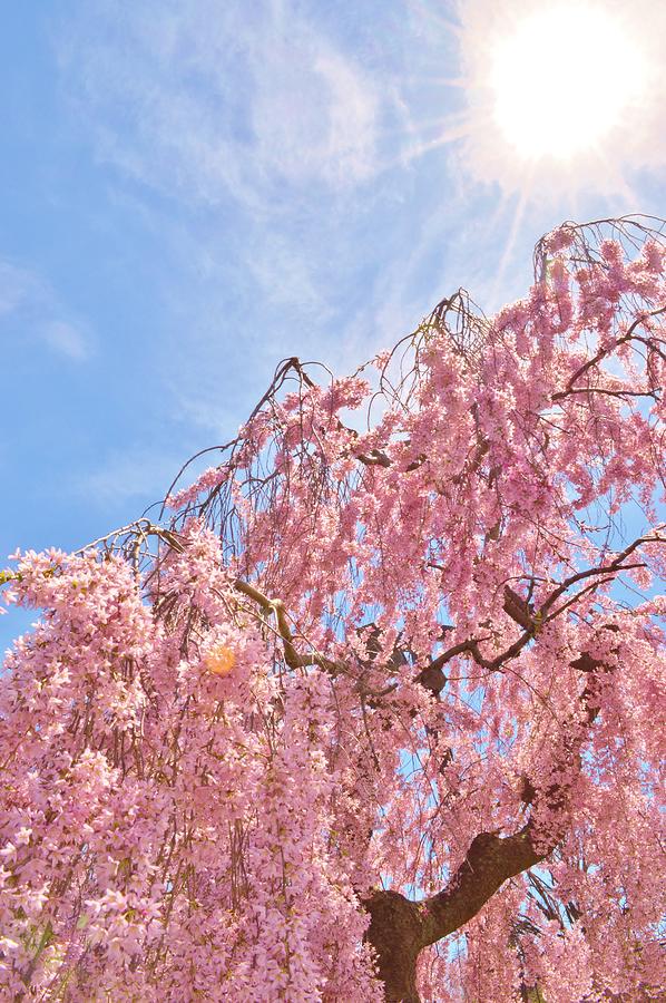 Single Cherry Blossom Tree Against The Sky Photograph  Photograph by Marla McPherson