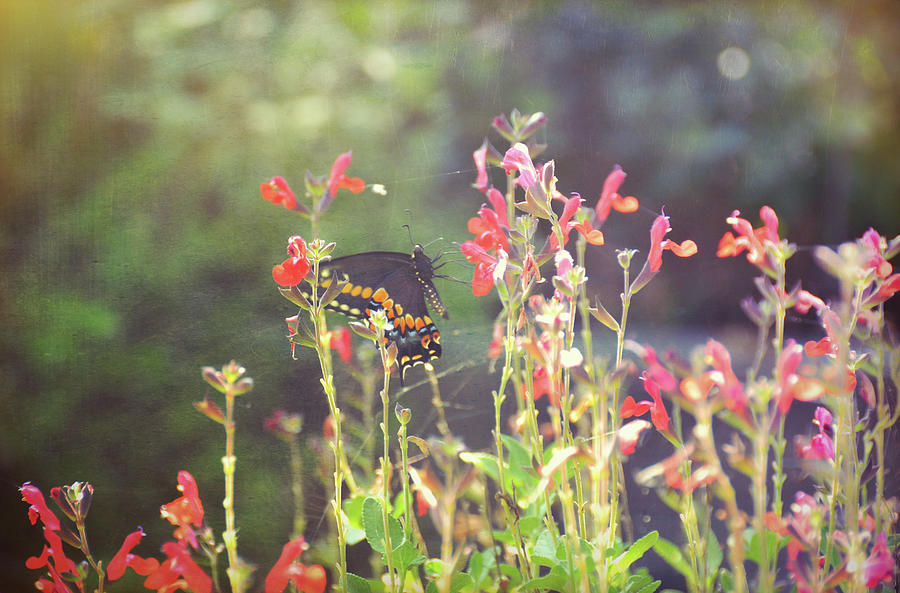 Butterfly Photograph - Sunstruck by JAMART Photography
