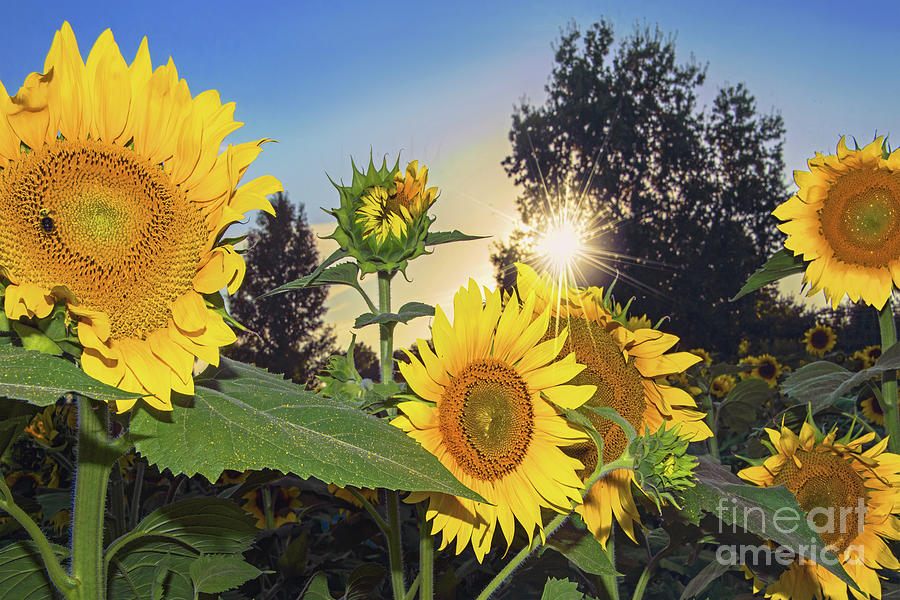 Sunflower Photograph - Sunstruck Sunflowers by Regina Geoghan