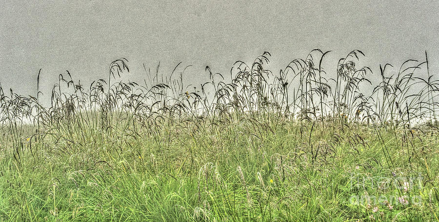 Meadow Photograph - Suntigweid by DiFigiano Photography Meadow Photograph - Suntigweid by DiFigiano Photography